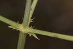 Southern rattlesnake master